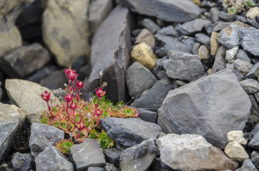 Flores - islas Svalbard - Noruega 2